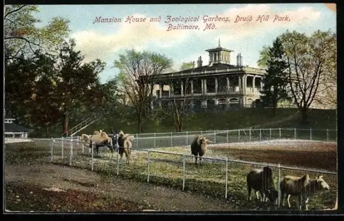 AK Baltimore, Md., Druis Hill Park, Mansion House and Zoological Gardens, Camels