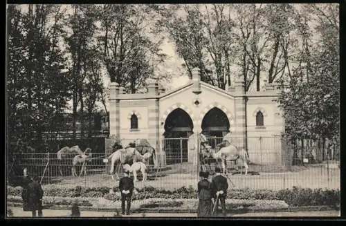 AK Rotterdam, Diergaarde, Kameelengebouw