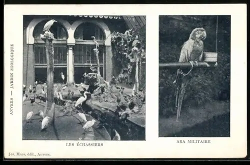 AK Anvers, Jardin Zoologique, Les Échassiers, Ara Militaire