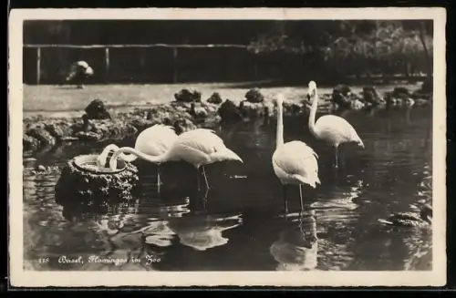 AK Basel, Zoo, Flamingos im Wasser