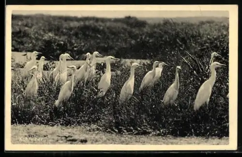 AK Kuhreiher in freier Wildbahn in Afrika
