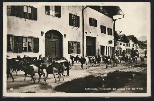 AK Mittenwald, Heimkehr der Ziegen von der Weide