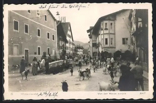 AK Mittenwald, Strassenansicht mit Geschäften, Hirte kehrt mit Ziegenherde von der Weide zurück