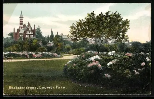 AK Rhododendrons, Dulwich Park