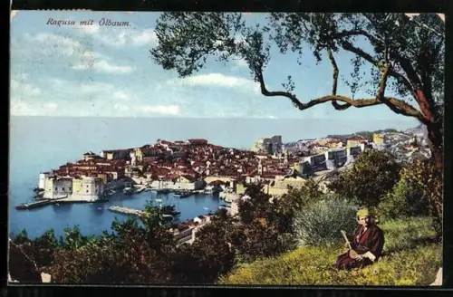 AK Dubrovnik /Ragusa, Gesamtansicht mit Ölbaum
