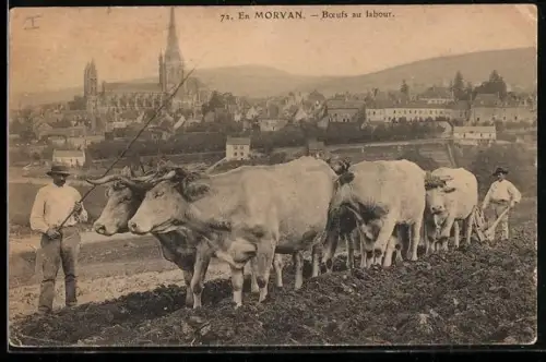 AK Autun, Boeufs au labour