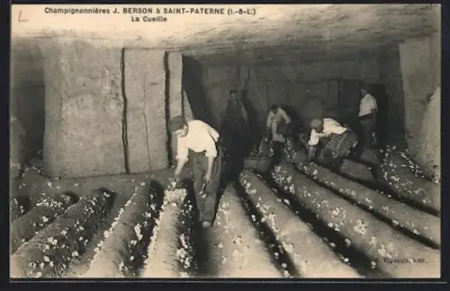 AK Saint-Paterne /I.-&-L., Champignonnières J. Berson, La Cueille