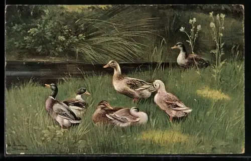 Künstler-AK Alfred Schönian: Enten auf einer Wiese am Wasser