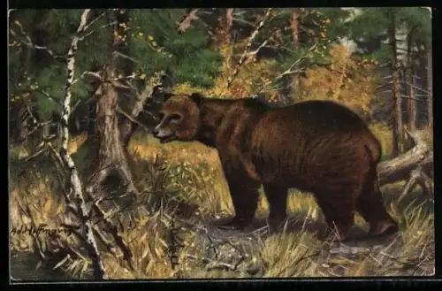 Künstler-AK Ad. Hoffmann: Braunbär im Wald
