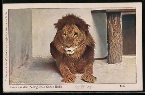 AK Berlin, Löwe liegt in seinem Gehege des Zoologischen Gartens