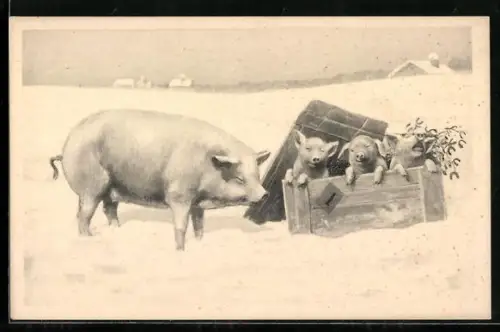 AK Schwein und Kiste mit Ferkeln im Schnee