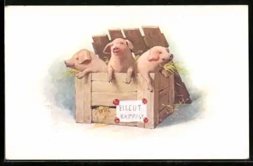 AK Schweine in einer Box mit Heu