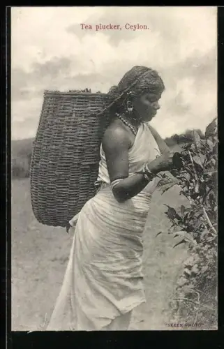 AK Sri Lanka, Tea Plucker