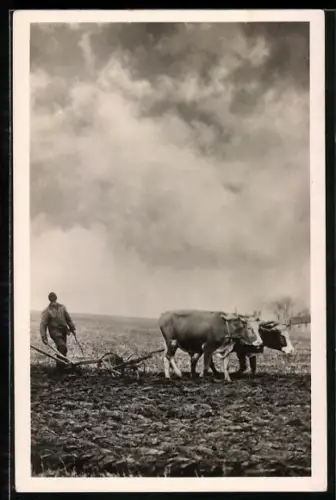 AK Serie: Dorf-und Landschaftsbilder, Rindergespann beim Pflügen im Frühling