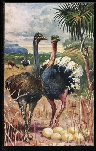 Künstler-AK Strausse an ihrem Gelege