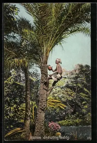 AK Palmenkletterer bei der Arbeit, Malive drawing Toddy