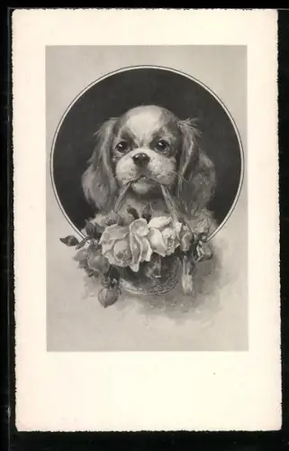 AK Spaniel hält einen Korb mit Rosen