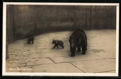 AK Bern, Bärengraben, Bär mit zwei Jungen