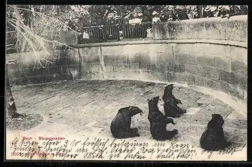 AK Bern, Bärengraben, Zuschauer betrachten die Braunbären im Freigehege