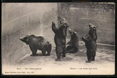AK Bern, der Bärengraben, La fosse aux ours, die Berner Braunbären schauen zu den Besuchern hinauf