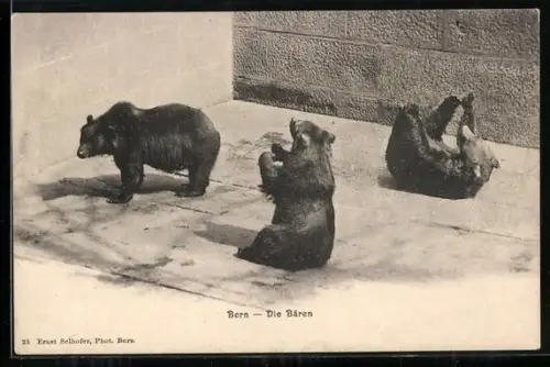AK Bern, Die Bären im Bärengraben