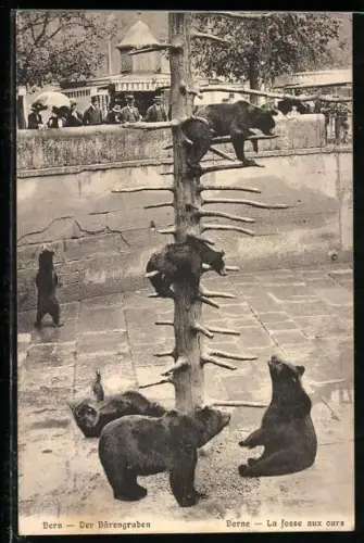 AK Bern / Berne, der Bärengraben, la fosse aux ours