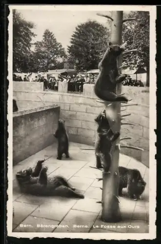 AK Bern / Berne, Bärengraben / La Fosse aux Ours