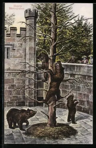 AK Bären tummeln sich im Freigehege