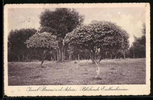 AK Brioni i. d. Adria, Blühende Erdbeerbäume