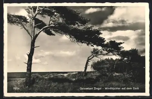 AK Zingst, Windflüchter auf dem Darss
