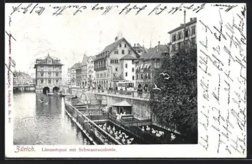 AK Zürich, Limmatquai mit Schwanenkolonie