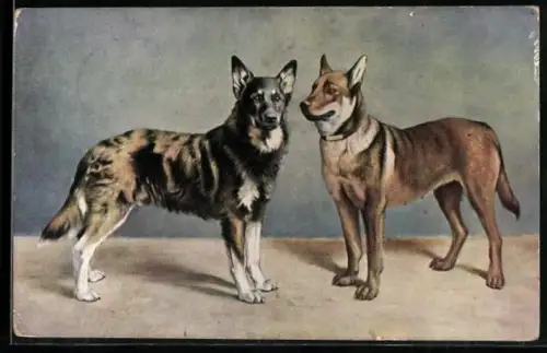 AK Zwei Schäferhund-Mischlinge, Portrait