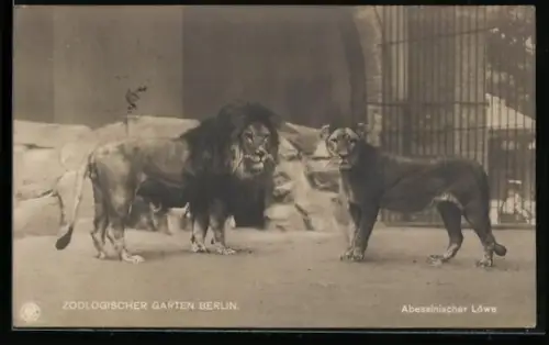 AK Berlin, Massai-Löwe und Mesopotamische Löwin im Zoologischen Garten