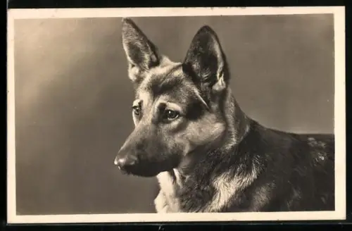 Foto-AK Aufmerksamer Deutscher Schäferhund