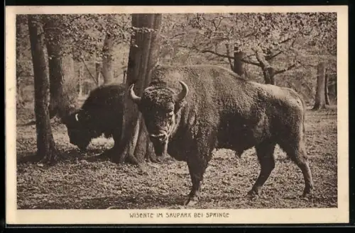 AK Springe, Wisente im Saupark bei Springe