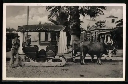 AK Madeira, Männer beim Ochsenschlitten