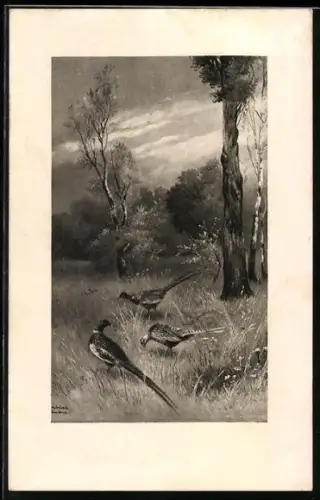 Künstler-AK Alfred Schönian: Fasane picken im Gras