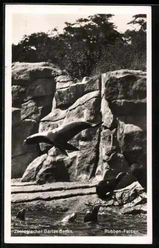 AK Berlin, Zoologischer Garten, Robben-Felsen mit springender Robbe