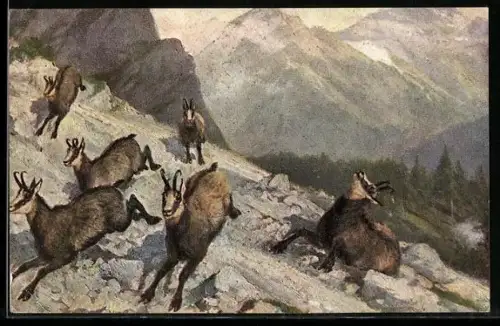 Künstler-AK Gemsen im Gebirge