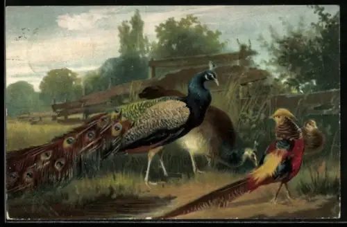 Künstler-AK Pfauenpaar und Goldfasan auf einer Wiese