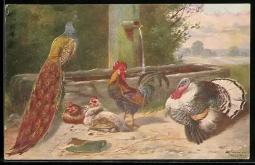 Künstler-AK Alfred Schönian: Hahn mit Hennen, Truthahn und Pfau an einer Tränke