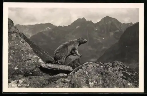 AK Murmeltier im Gebirge