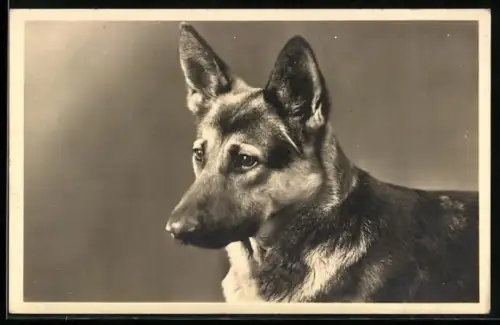 AK Deutscher Schäferhund, Hunde Portrait