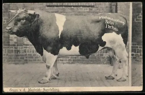 AK Berlin, Mastvieh-Ausstellung, Prämierter Ochse