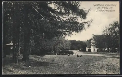 AK Neuhaldensleben, Gasthaus Papenberg im Walde