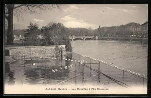 AK Genève, Les Mouettes à l`île Rousseau