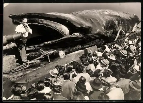 AK Moderator präsentiert den Riesen-Walfisch Jonas, Walfang