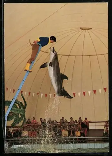 AK Gross Gerau /Wallerstädten, Tier- und Freizeitpark Safariland, Delphin-Schau, Dressur