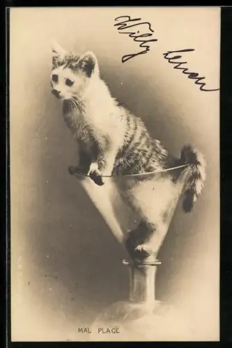 AK Katze sitzt in einem Trichter