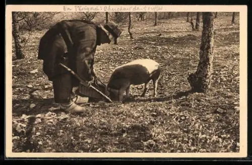 AK Trüffelschwein bei der Suche nach Trüffeln, Pilzen